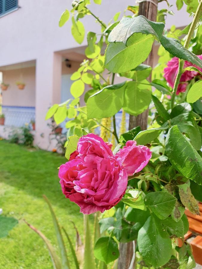 Rosinha Country House Vale de Cambra Exterior photo